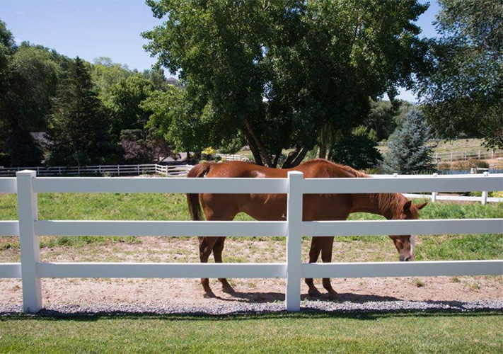 A brown horse behind a white 3-rail vinyl ranch fence near Del Rey, California.
